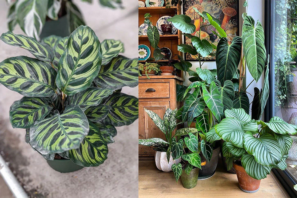 10 loại cây trồng trong nhà tốt nhất: Tái tạo năng lượng tích cực cho không gian sống